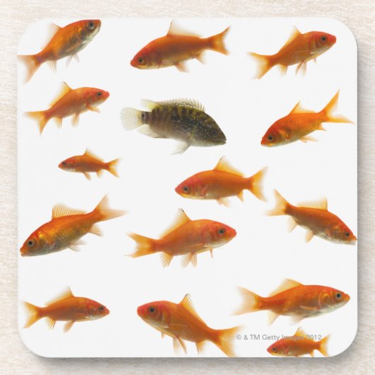 金魚3 コースター (正面)