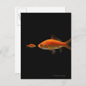 金魚3 ポストカード (正面/裏面)