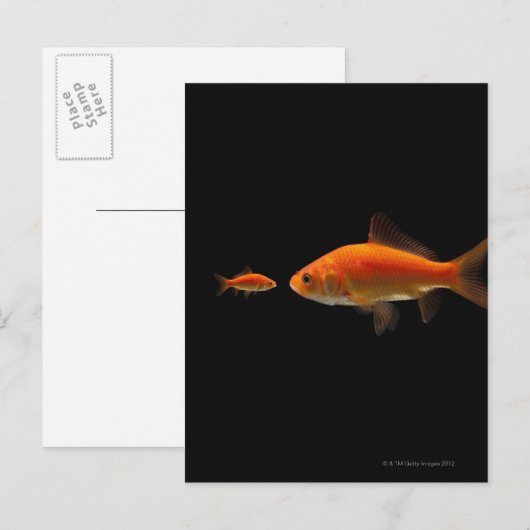 金魚3 ポストカード (正面/裏面)