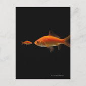 金魚3 ポストカード (正面)