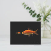 金魚4 ポストカード (スタンド正面)