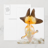 金魚（カラシナ） 2 ポストカード (正面/裏面)