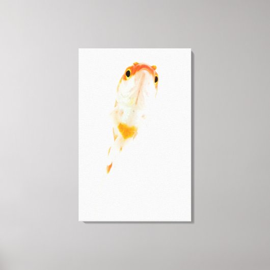 金魚 キャンバスプリント (正面)