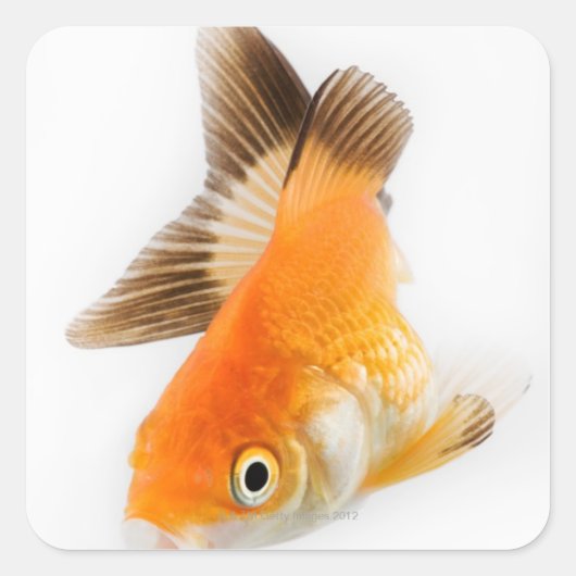 金魚 スクエアシール (正面)