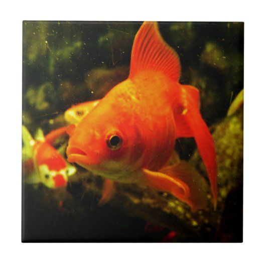 金魚 タイル (正面)