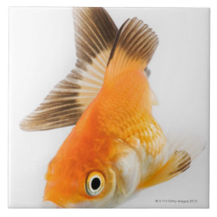 金魚(フナのauratus) タイル