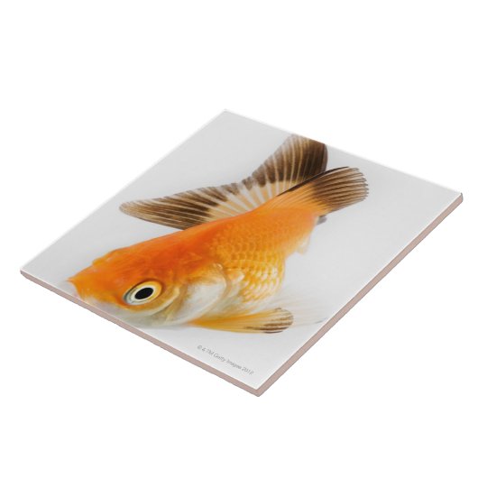 金魚(フナのauratus) タイル (側面)