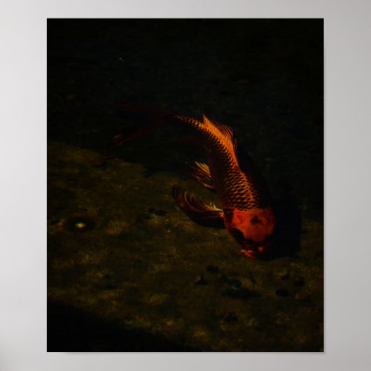 金魚 ポスター (正面)