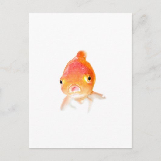 金魚 ポストカード (正面)