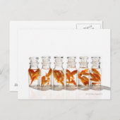 金魚 ポストカード (正面/裏面)