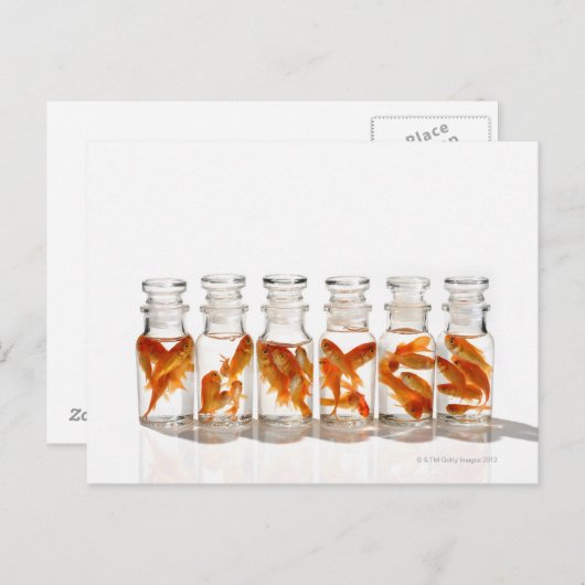 金魚 ポストカード (正面/裏面)