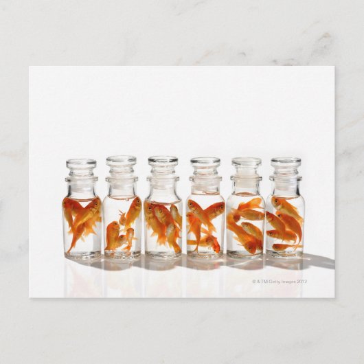 金魚 ポストカード (正面)