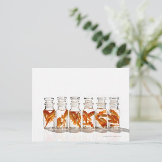 金魚 ポストカード (スタンド正面)