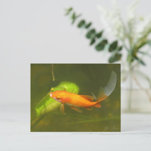 金魚 ポストカード (スタンド正面)