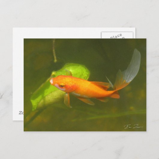 金魚 ポストカード (正面/裏面)
