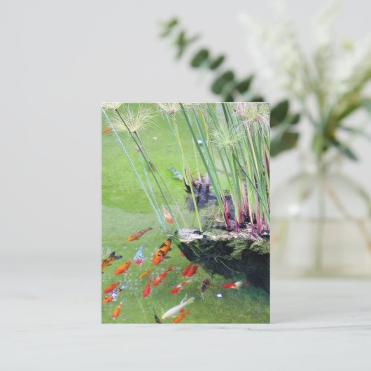 金魚 ポストカード (スタンド正面)