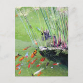 金魚 ポストカード (正面)