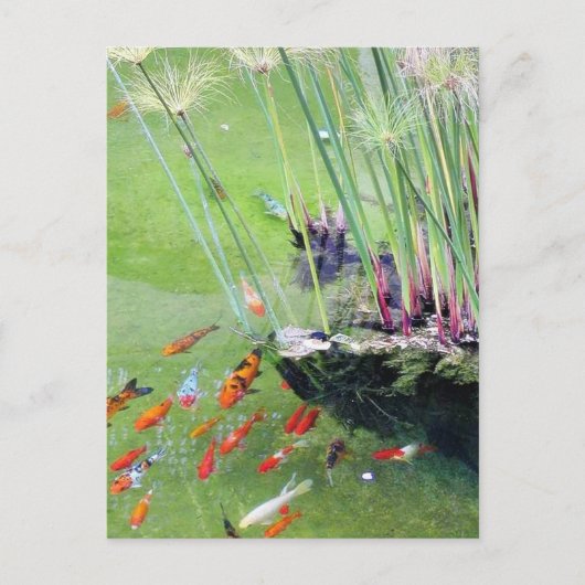 金魚 ポストカード (正面)