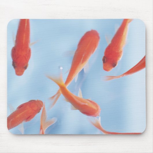 金魚 マウスパッド (正面)