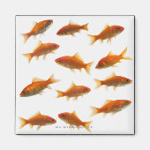 金魚 マグネット (正面)