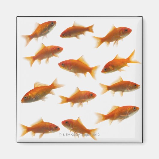 金魚 マグネット (正面)