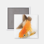金魚 マグネット (正面/裏面)