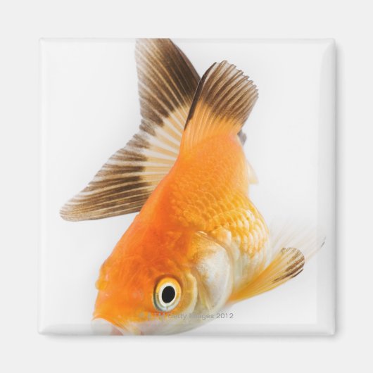 金魚 マグネット (正面)