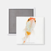 金魚 マグネット (正面/裏面)