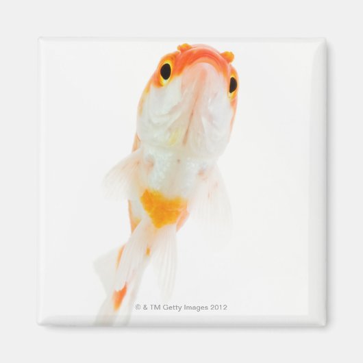 金魚 マグネット (正面)