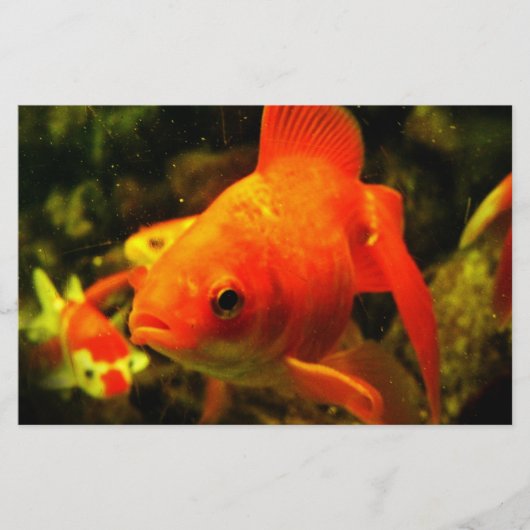金魚 便箋 (正面)