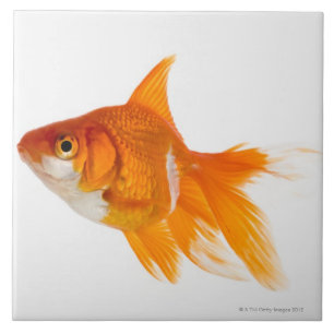 金魚、側面図 タイル