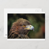 金鷲 ポストカード (正面/裏面)