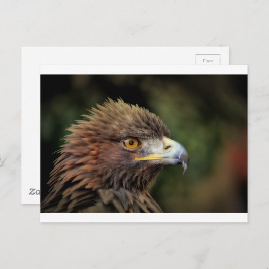 金鷲 ポストカード (正面/裏面)