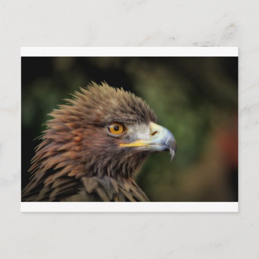 金鷲 ポストカード (正面)