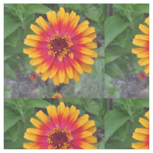 金黄橙色の《植物》百日草の花 ファブリック (クローズアップ)