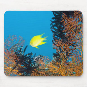 金Damselfish (aureus Amblyglyphidodon) マウスパッド