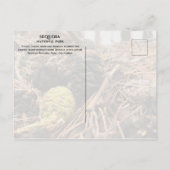 針とコーン、フォレストフロア、セコイアNP ポストカード (裏面)