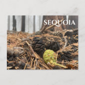 針とコーン、フォレストフロア、セコイアNP ポストカード (正面)