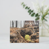 針とコーン、フォレストフロア、セコイアNP ポストカード (スタンド正面)