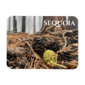 針とコーン、フォレストフロア、セコイアNP マグネット (横)