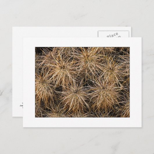 『針と干し草の積み場』 ポストカード (正面/裏面)