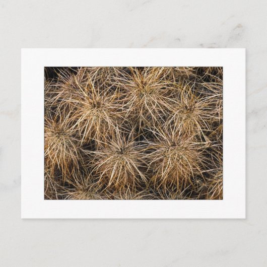 『針と干し草の積み場』 ポストカード (正面)