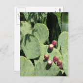 針小豆、はがき ポストカード (正面/裏面)