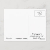 針小豆、はがき ポストカード (裏面)