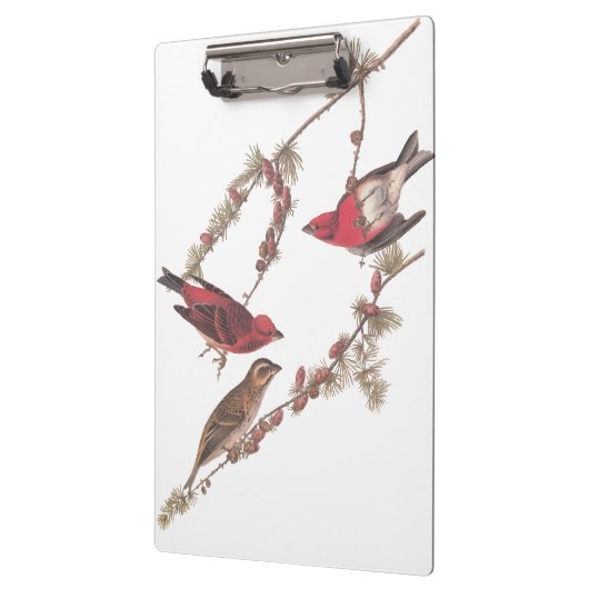 針葉樹のオードボンの紫のフィンチ赤い鳥 クリップボード (左)