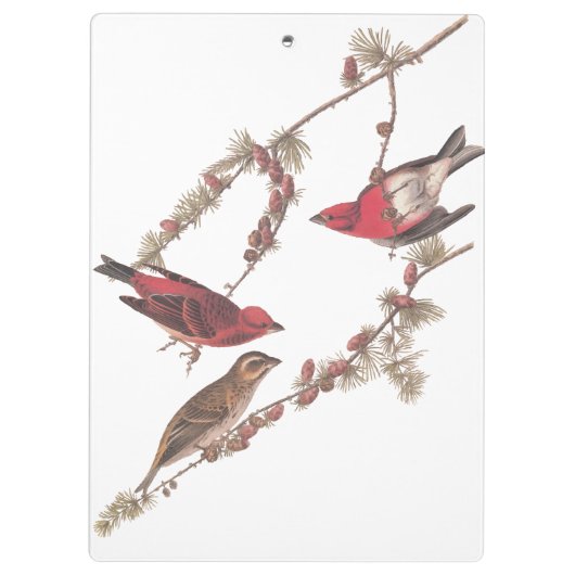 針葉樹のオードボンの紫のフィンチ赤い鳥 クリップボード (裏面)