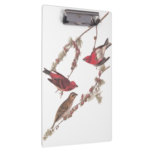 針葉樹のオードボンの紫のフィンチ赤い鳥 クリップボード (右)