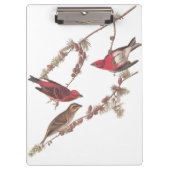 針葉樹のオードボンの紫のフィンチ赤い鳥 クリップボード (正面)