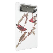 針葉樹のオードボンの紫のフィンチ赤い鳥 ミニクリップボード (アングル)