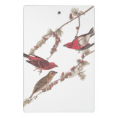 針葉樹のオードボンの紫のフィンチ赤い鳥 ミニクリップボード (裏面)